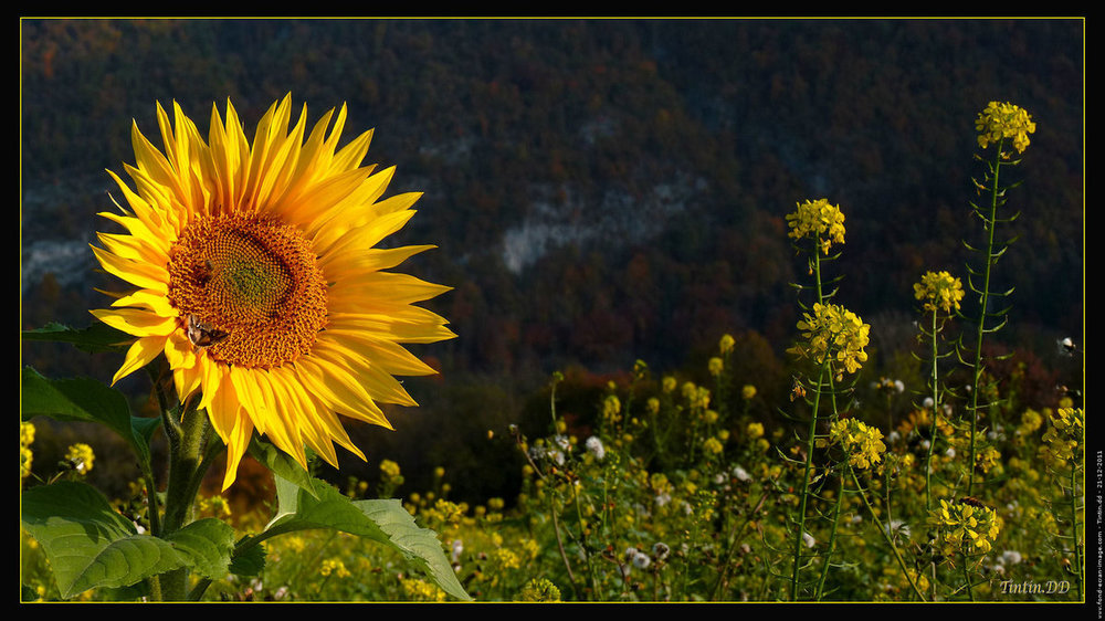 tournesol-et-fleur-de-colza.jpg