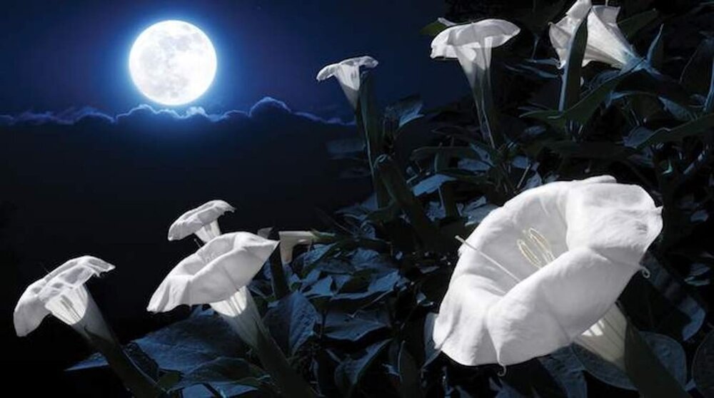 fleurs de nuit.jpg