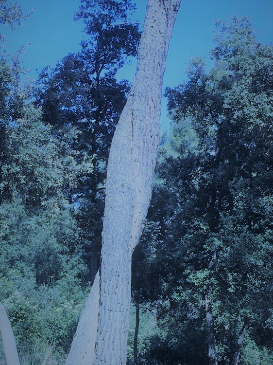 la communion des bleus et des verts.jpg