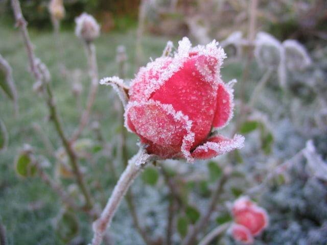 1037360148_rosegivre.jpg.93e2c481f70e8d0d587561a76a519d28.jpg