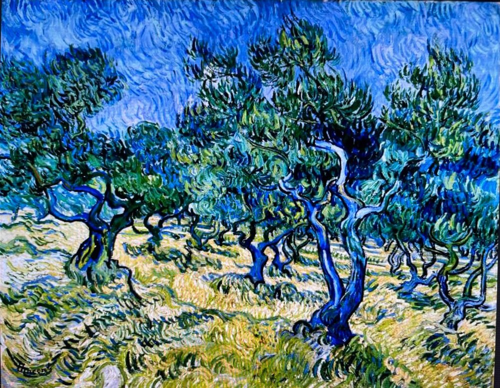 champ d'oliviers.jpg