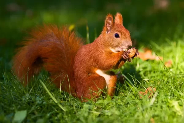 depositphotos_4294059-stock-photo-red-squirrel-on-the-grass.jpg.0acb4e6ee045a8aea29aaf90c1e98937.jpg