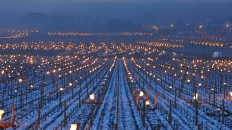les_vignes_de_meursault_sous_la_neige_et_la_gelee_blanche_au_petit_matin_photo_lbp_f_b_1617810402-compress1.jpg.79334b9ce8df87d6c0ccd23f364e991c.jpg