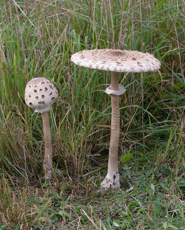 1024px-Macrolepiota-procera.thumb.jpg.8332e9893c00c4ef8f09200f3da513d6.jpg