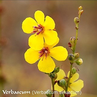 verbascum.jpg.307c0b2afd9aeea259e17d0f15ed1672.jpg