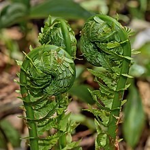 Matteuccia_struthiopteris_fiddleheads.jpg.2e08aaa63b861bc53f6d617e3593a6c2.jpg