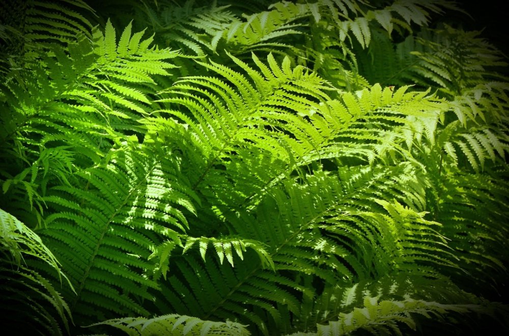 ferns-g28ab42dee_1280.thumb.jpg.7a2ea12a082d383c5a17b6f40642229b.jpg
