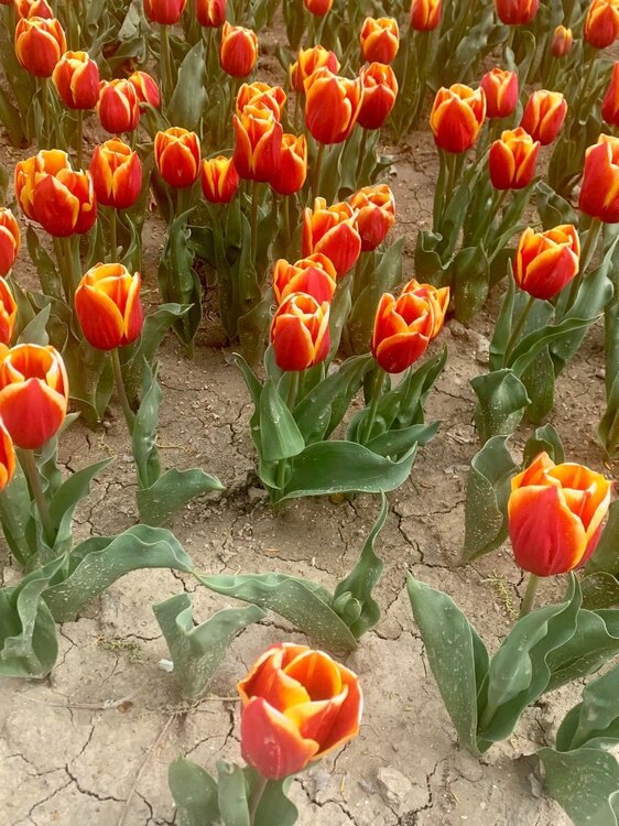 Tulipes2.jpg