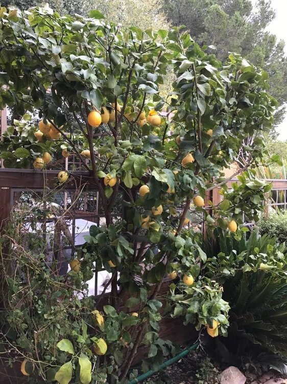 citronnier.jpg