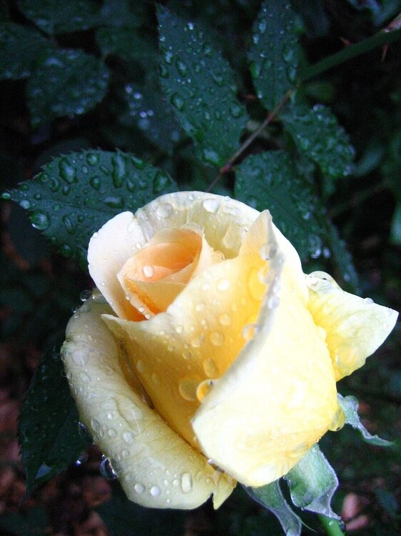 190-Rose_yellow_dew.thumb.jpg.292a3953dbc1c56cd14b9e9c13fd58c2.jpg