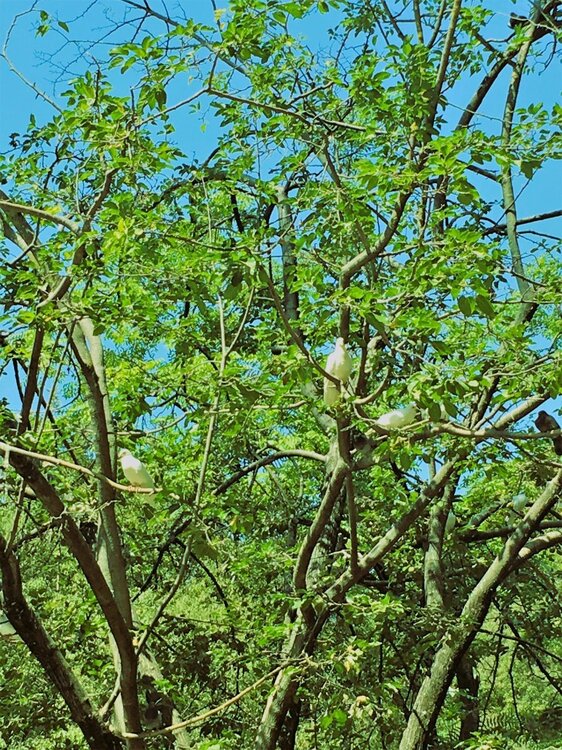 L'arbre des colombes.jpg