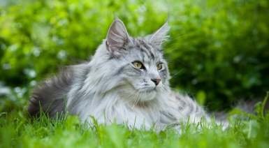 sante-maine-coon-generalites(1).jpg.139d62162fef2011797d37b907f3406b.jpg
