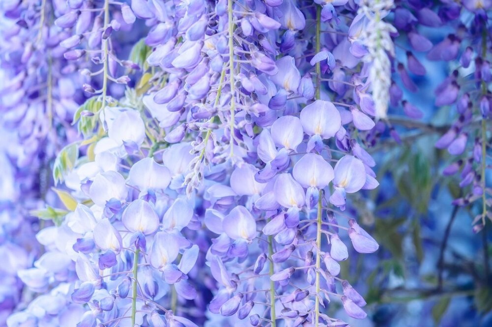 wisteria-5031989_1280.thumb.jpg.514a1de7b32cbb00bf3b1b7c295e2524.jpg
