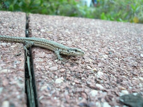271-1-Le petit lézard.JPG
