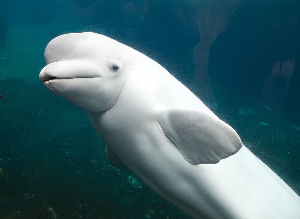 white-dolphin-1057362_1280.jpg