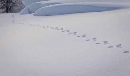 305-Comme un flocon de neige.jpg