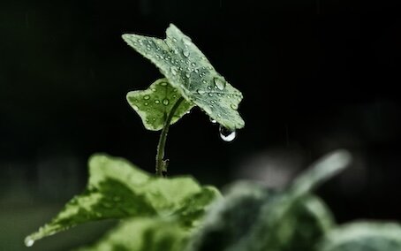312-comme la goutte d'eau.jpg