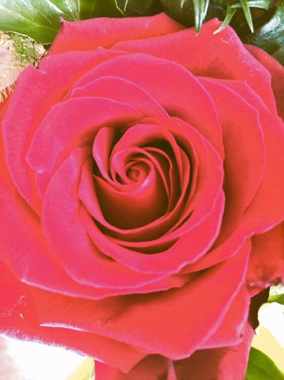 rose rouge.JPG