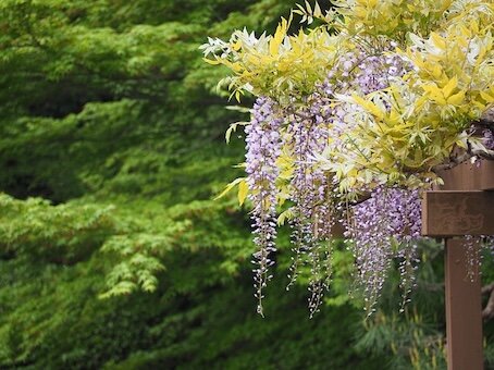 328-Glycine et chevrefeuille.jpg