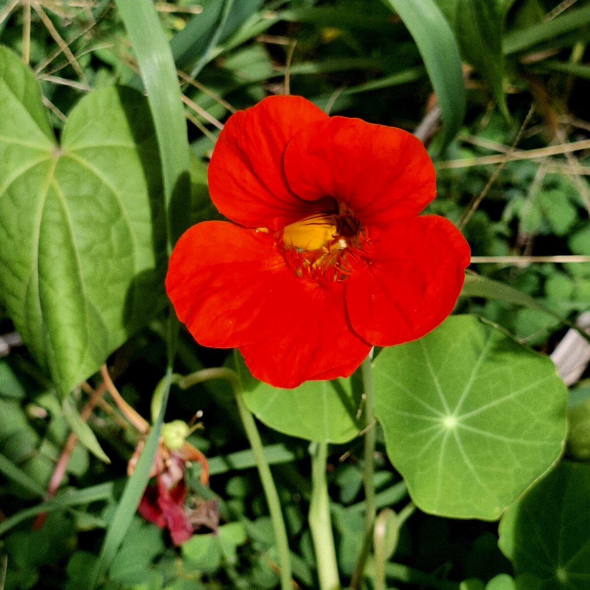Fleur