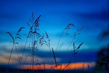 Le chant du grillon