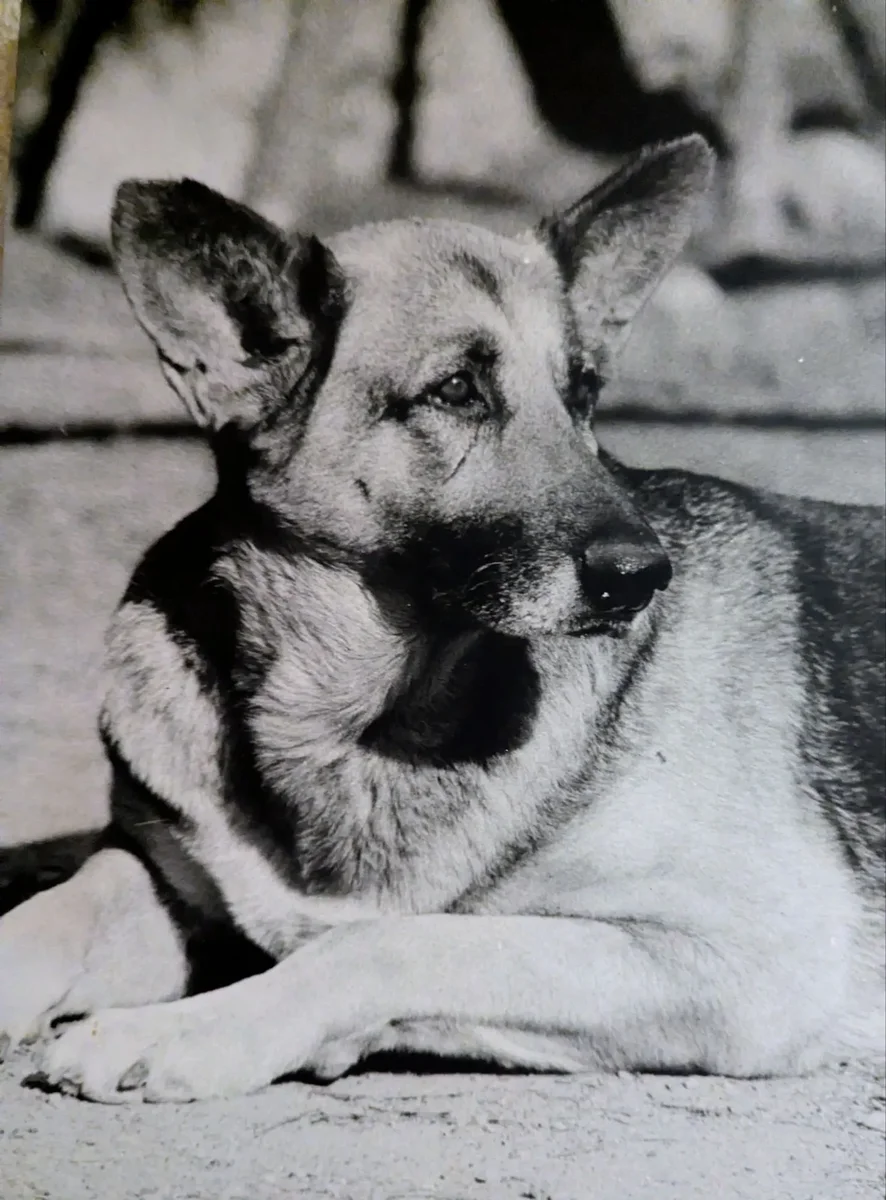 Le Chien et l'Oiseau
